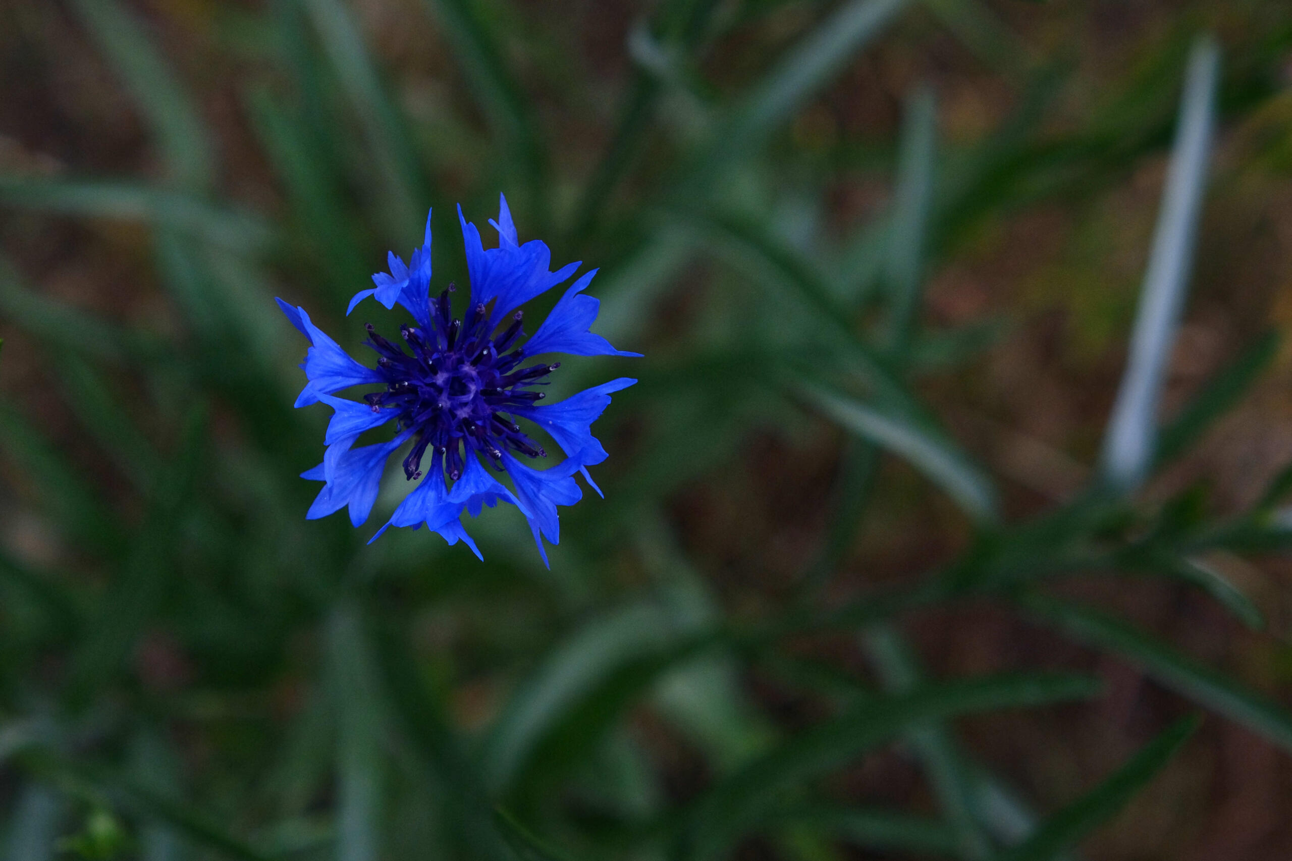 Little Blue Flower